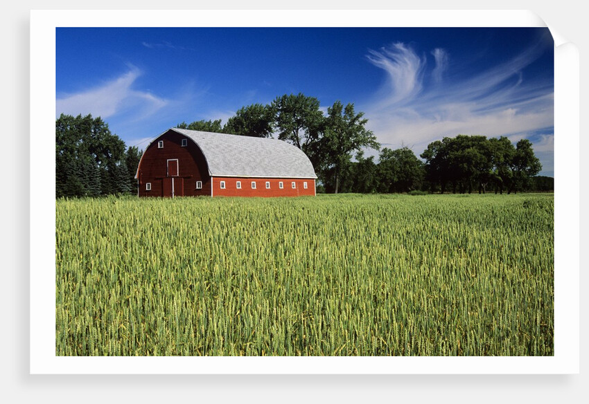 A Field of Wheat and Barn, Myrtle, Manitoba, Canada by Anonymous