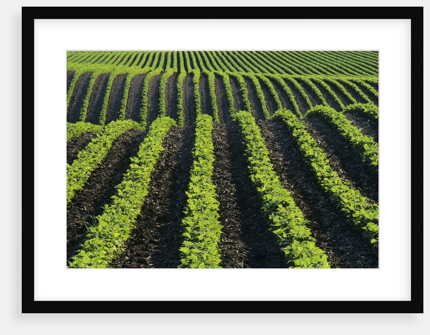 Bean Field Near Treherne, Manitoba, Canada by Anonymous