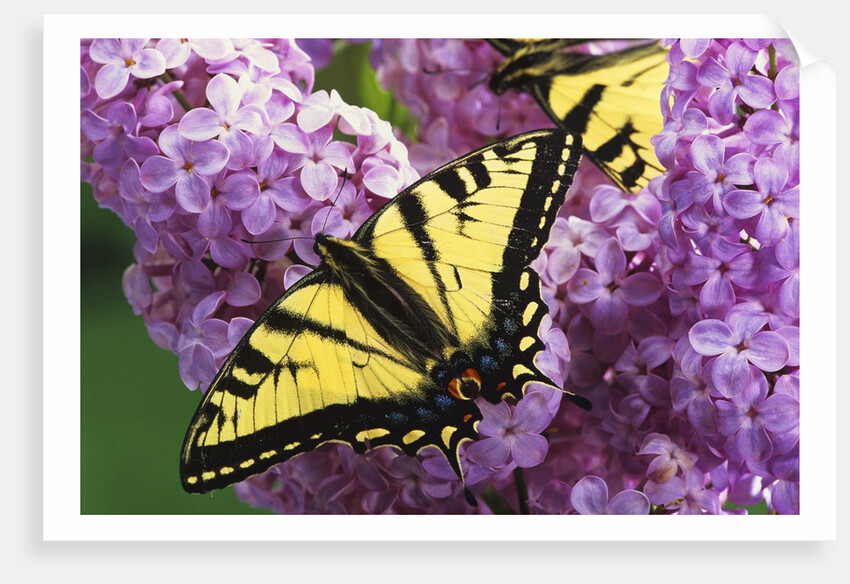 A Canadian Tiger Swallowtail Butterfly (Papilio Canadensis) in the Maritimes, Newfoundland and Labrador, Canada by Anonymous