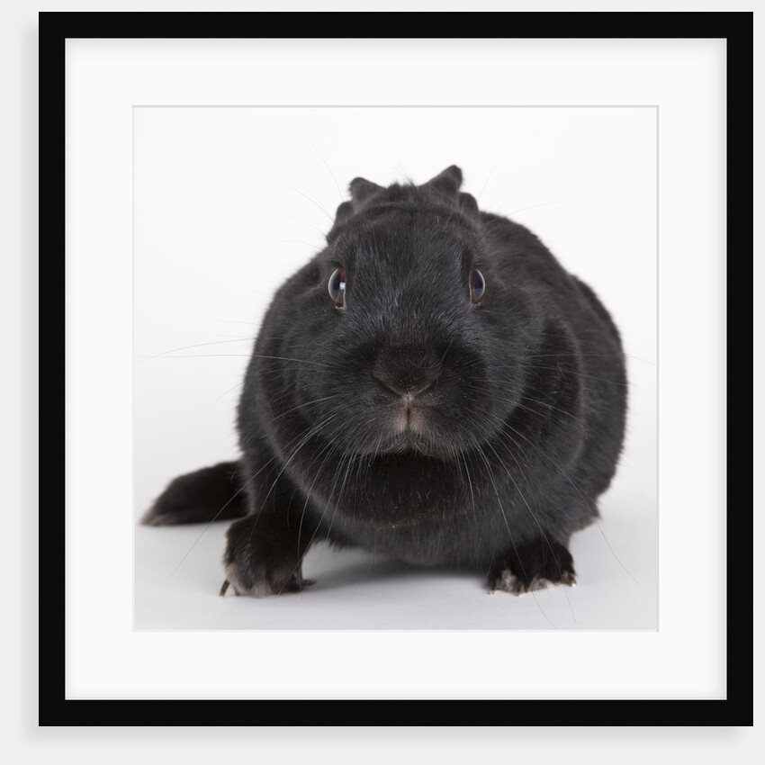 Black rabbit by Anonymous
