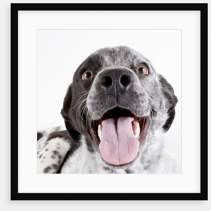 Dog panting by Corbis