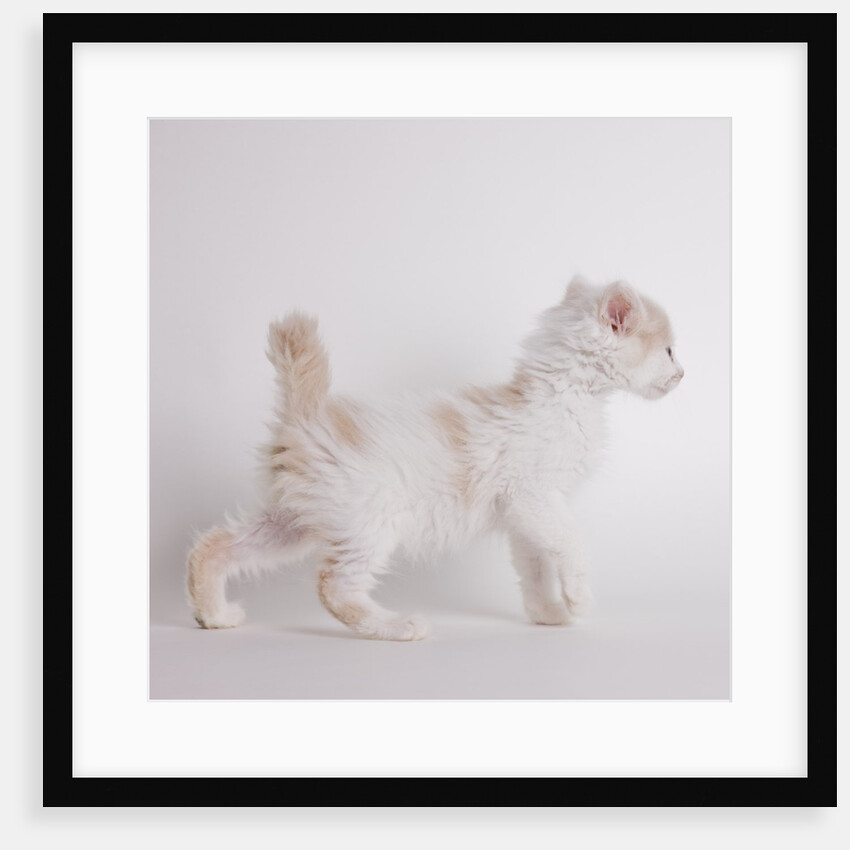 White and tan kitten by Anonymous