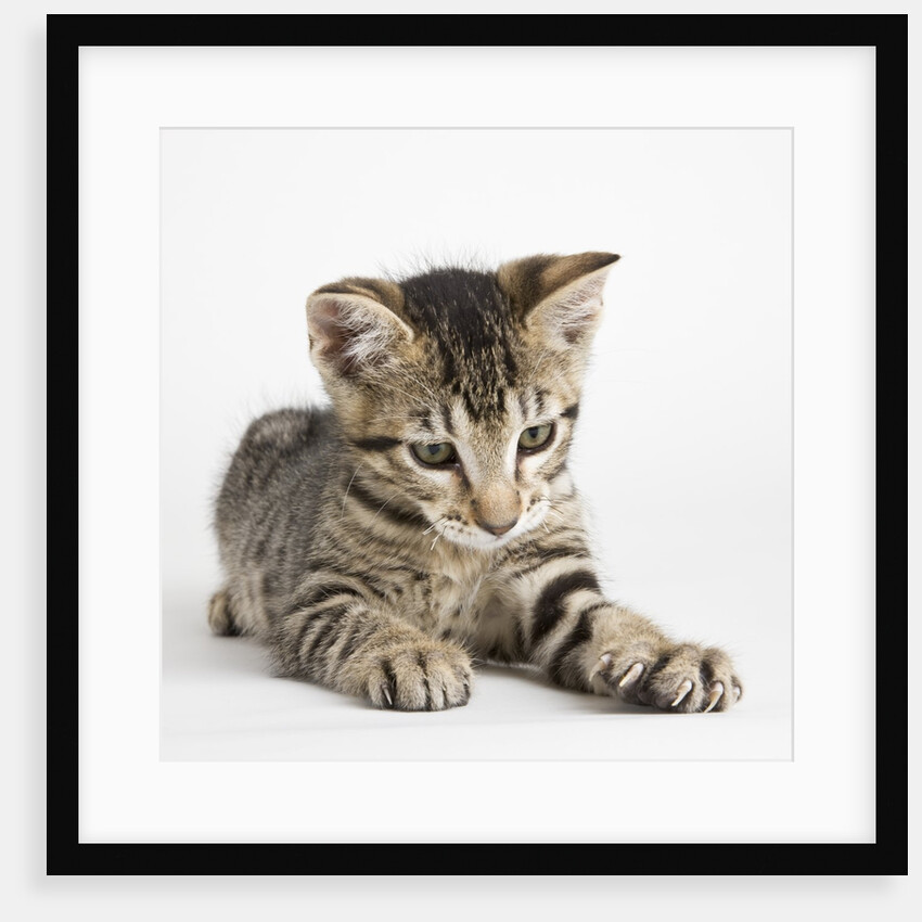 Tabby kitten by Anonymous
