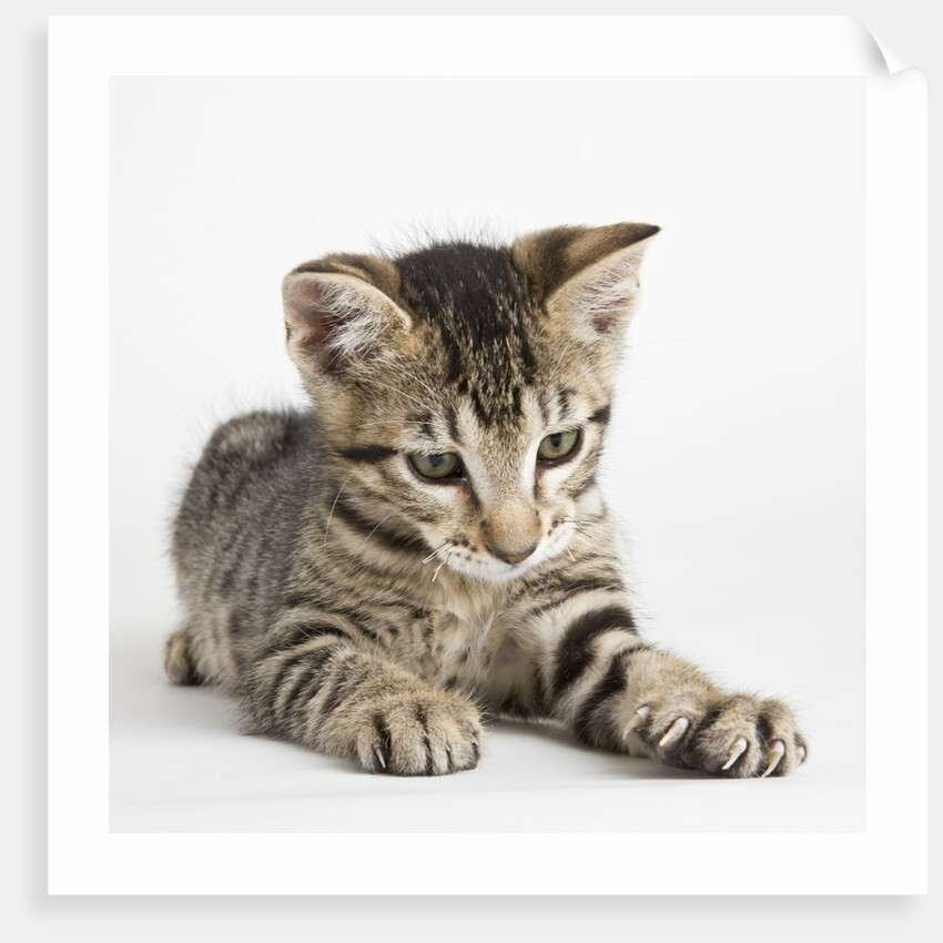 Tabby kitten by Anonymous