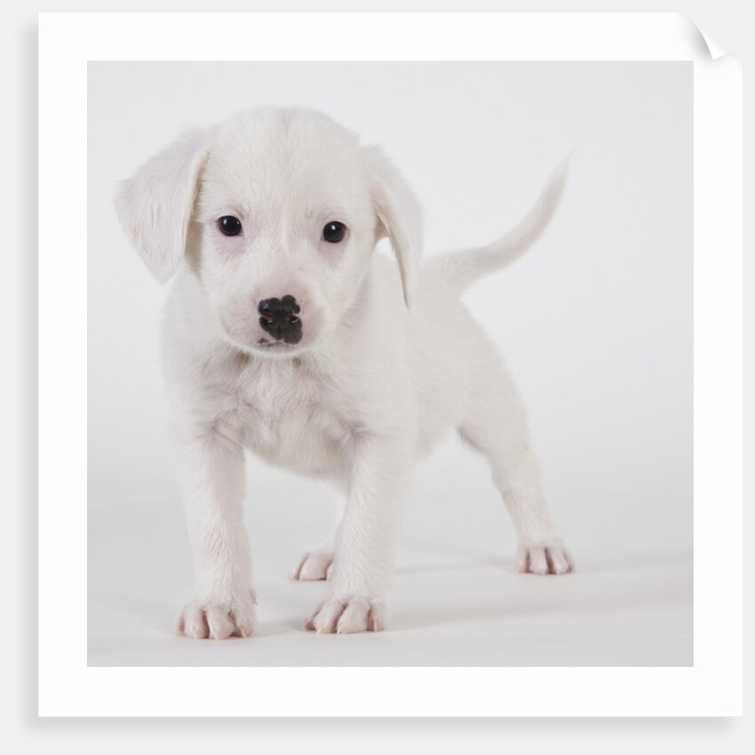 Pitbull puppy by Anonymous