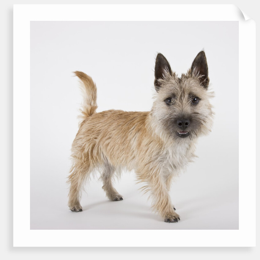 Terrier by Anonymous