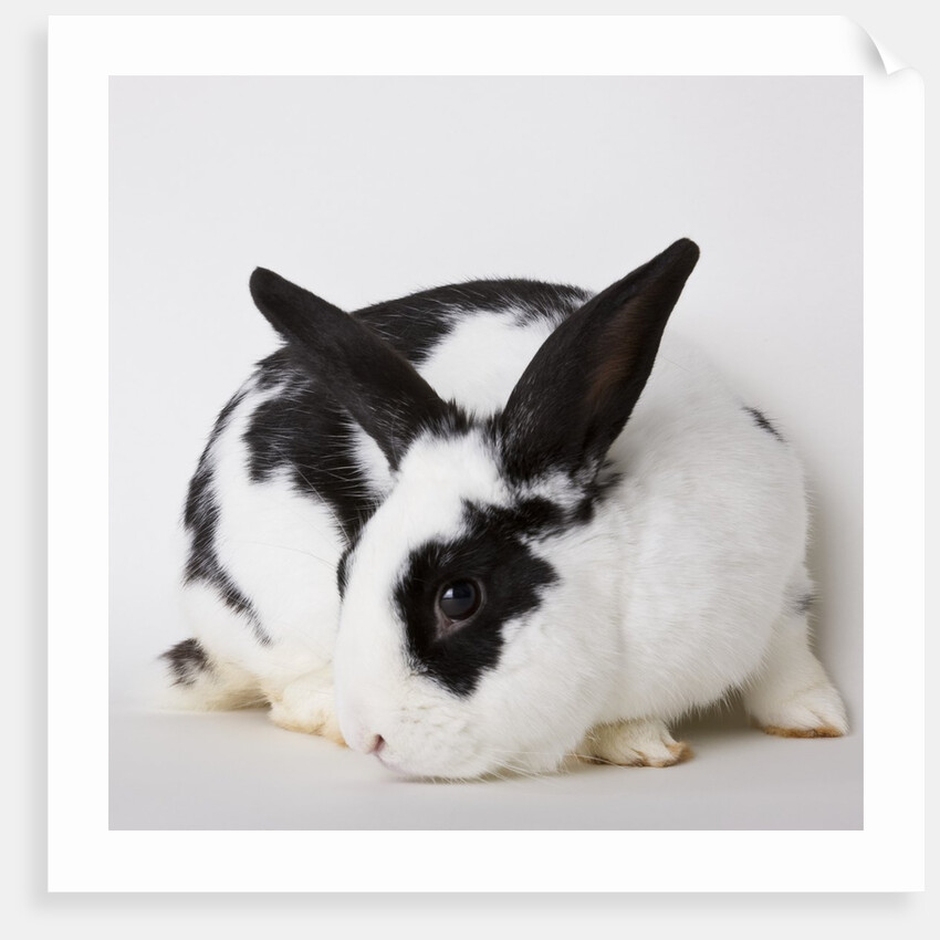 Black and tan rabbit by Anonymous