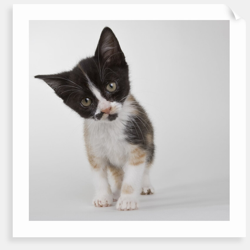 Calico kitten by Anonymous