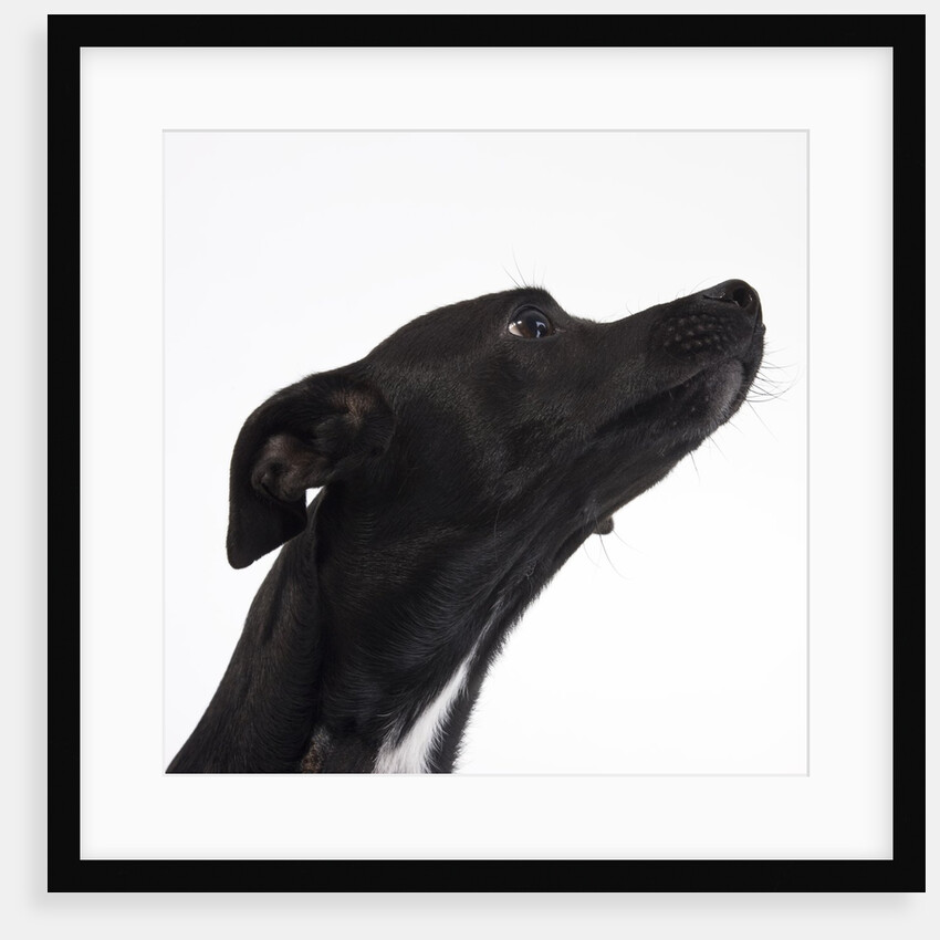 Black Chihuahua craning neck by Anonymous