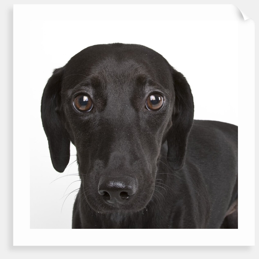 Dachshund mutt by Anonymous