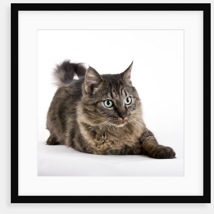 Tabby cat by Anonymous