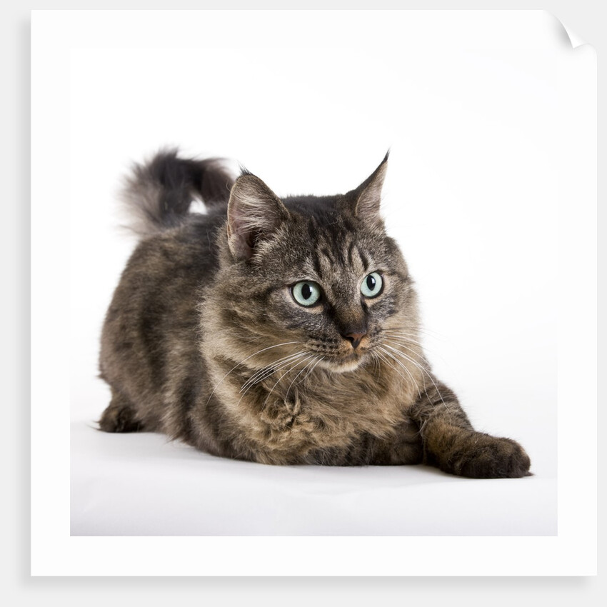 Tabby cat by Anonymous
