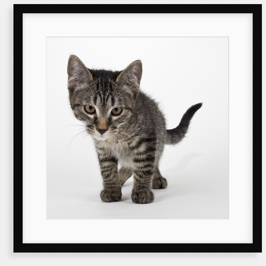 Tabby kitten by Anonymous