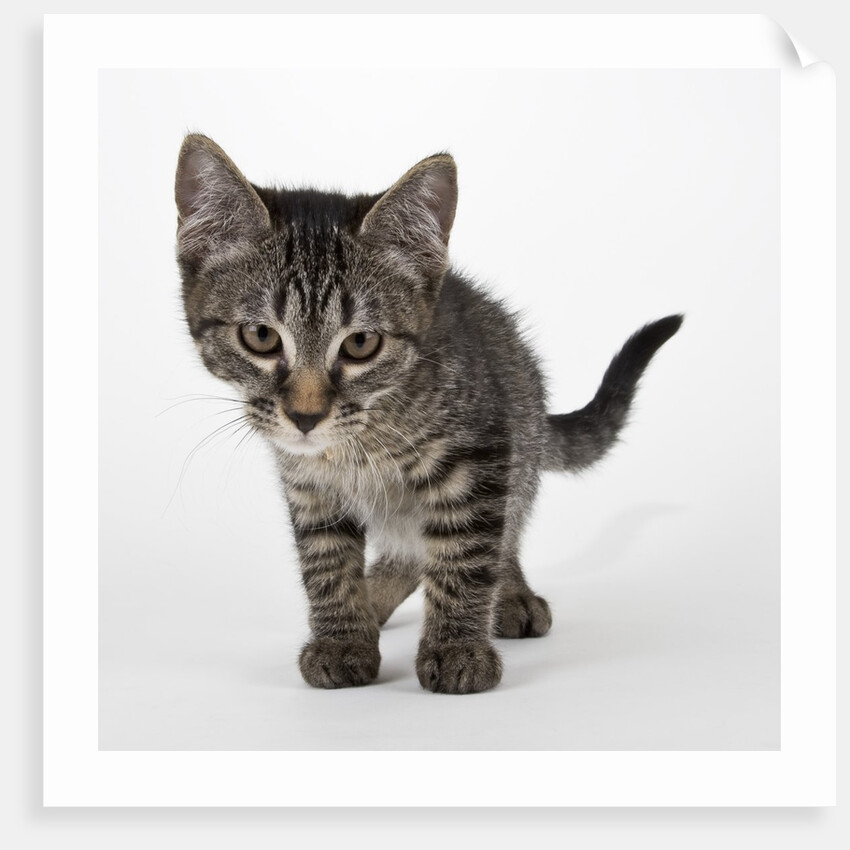 Tabby kitten by Anonymous