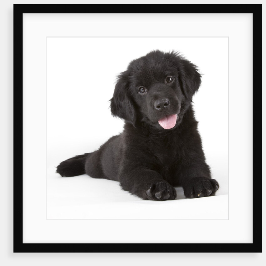 Newfoundland puppy by Anonymous