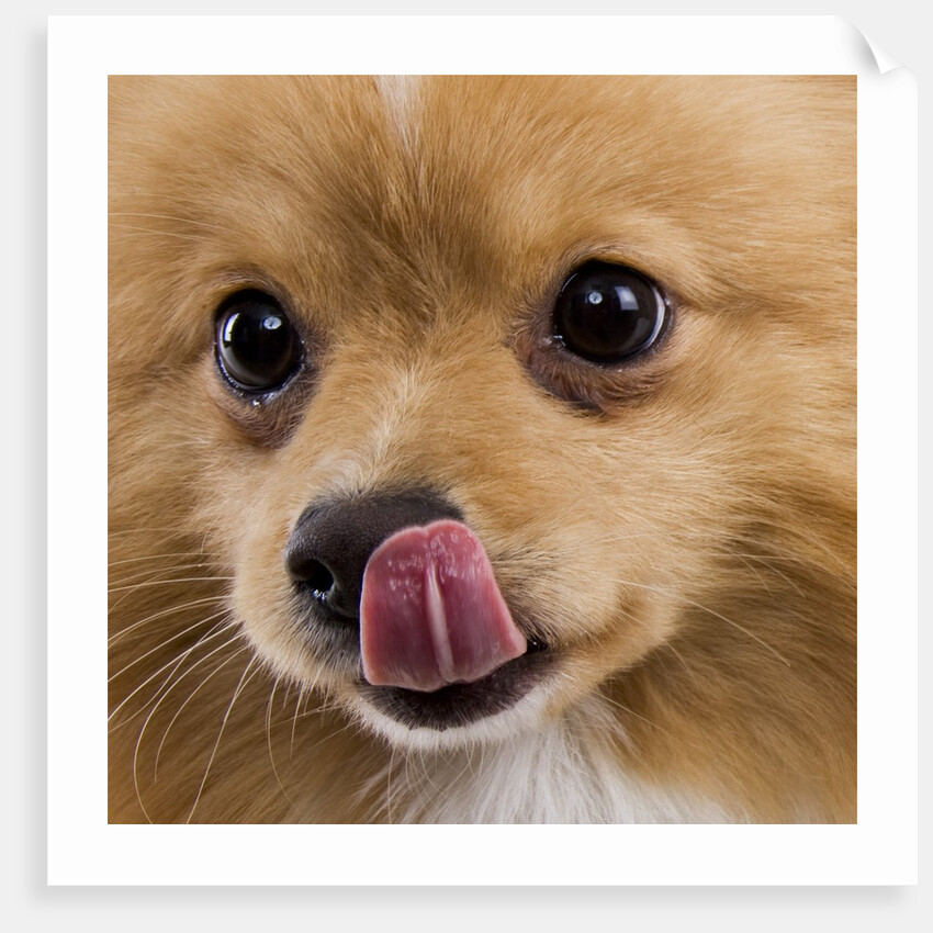 Pomeranian licking face by Anonymous