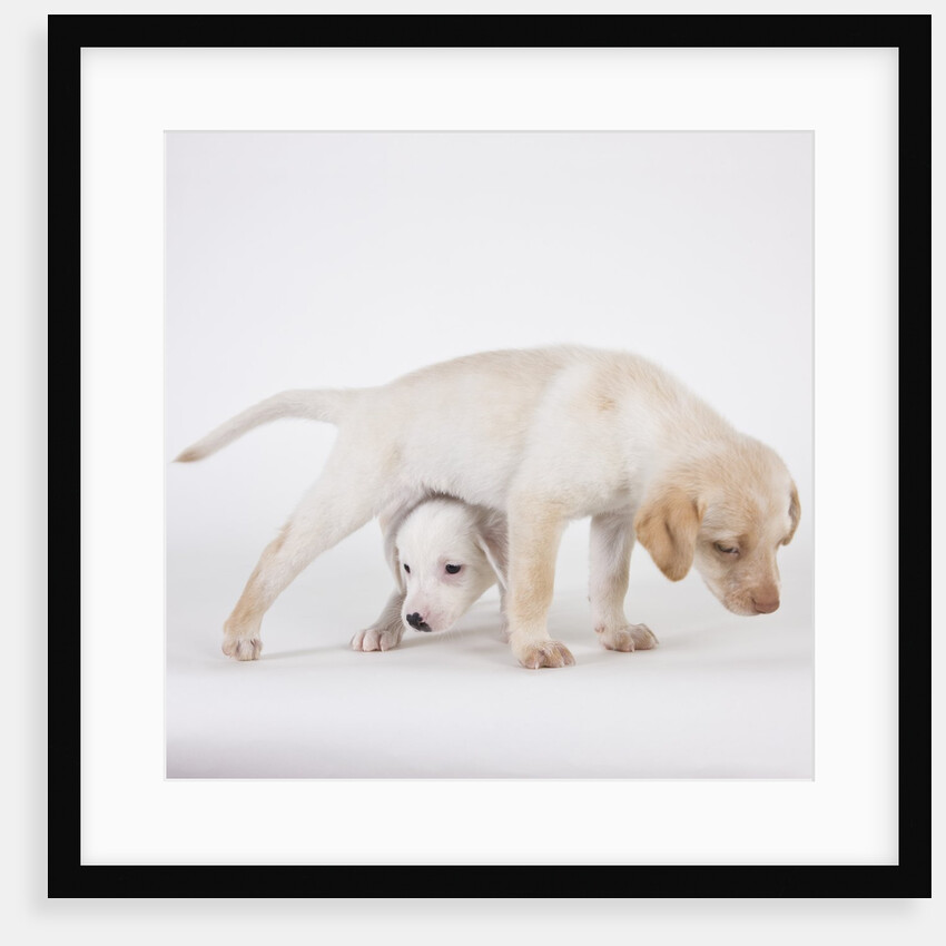 Yellow labrador puppies by Anonymous