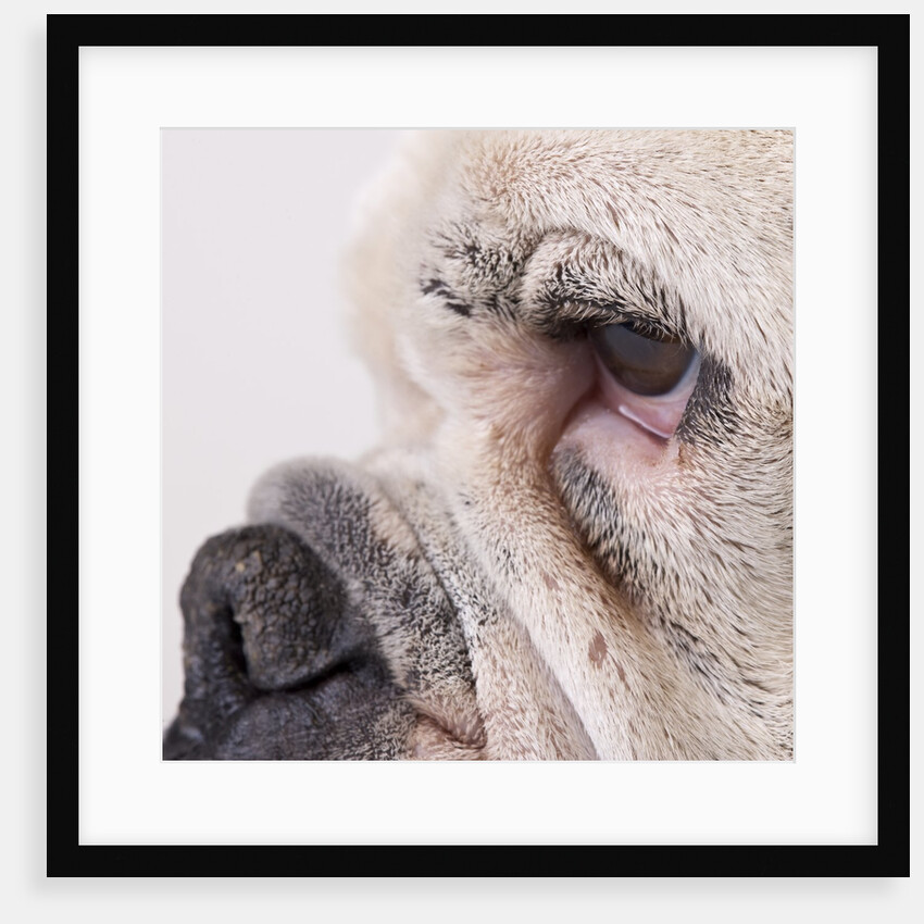 Bulldog face by Anonymous