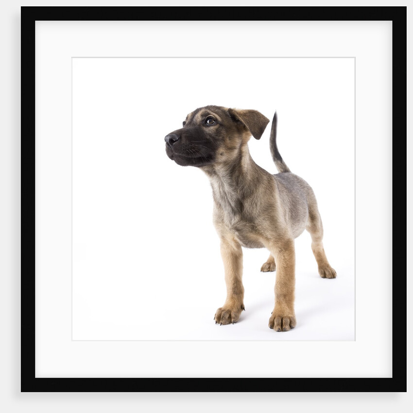 Mastiff puppy by Anonymous