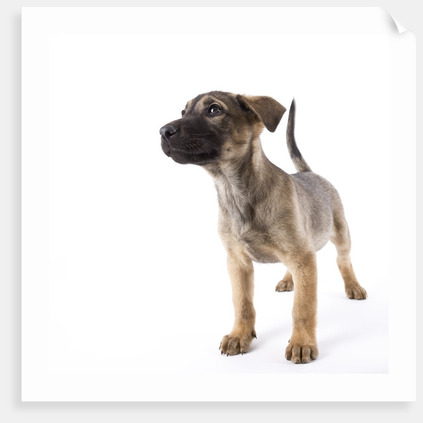 Mastiff puppy by Anonymous