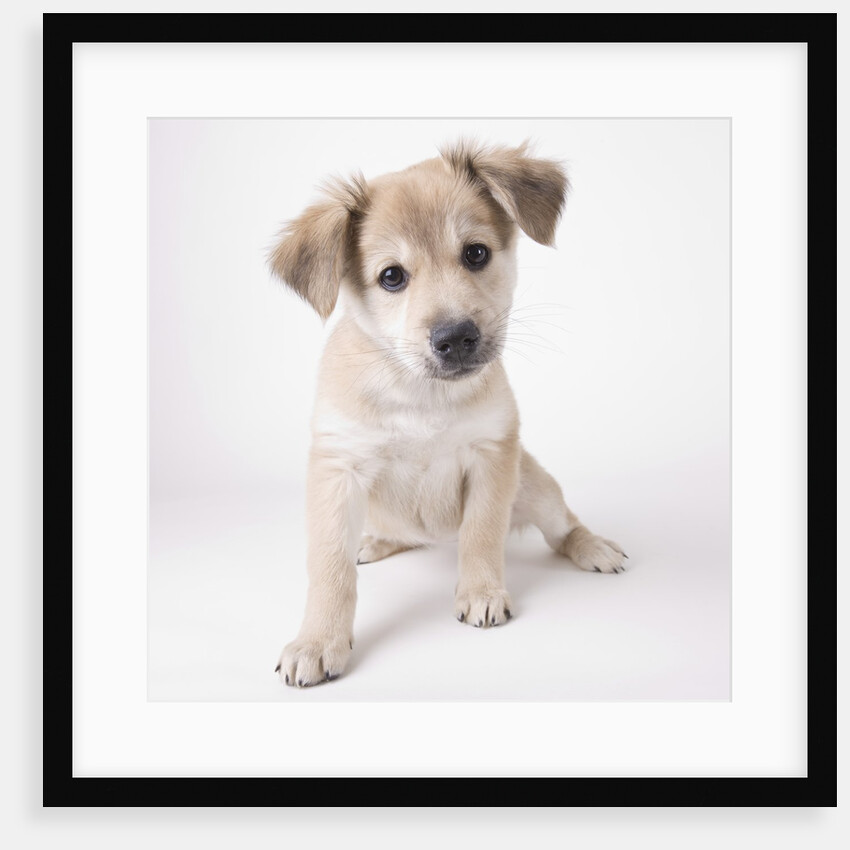 Cute puppy by Anonymous