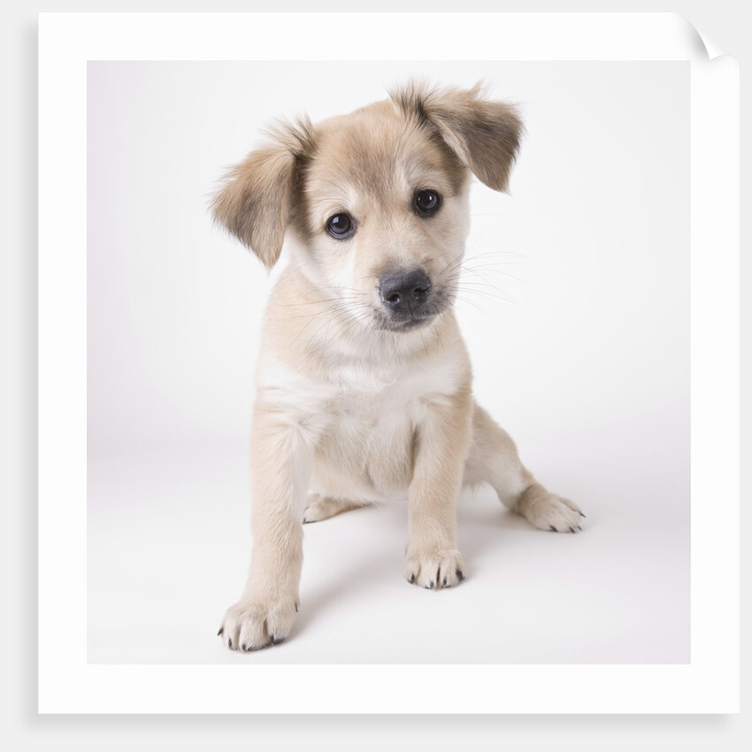 Cute puppy by Anonymous