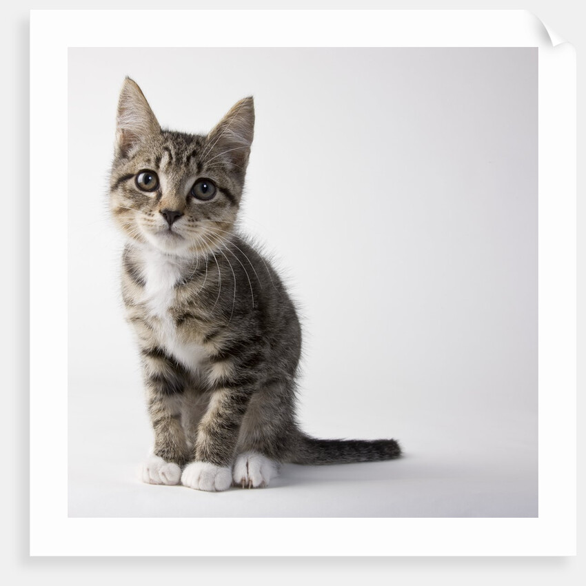 Tabby kitten by Anonymous