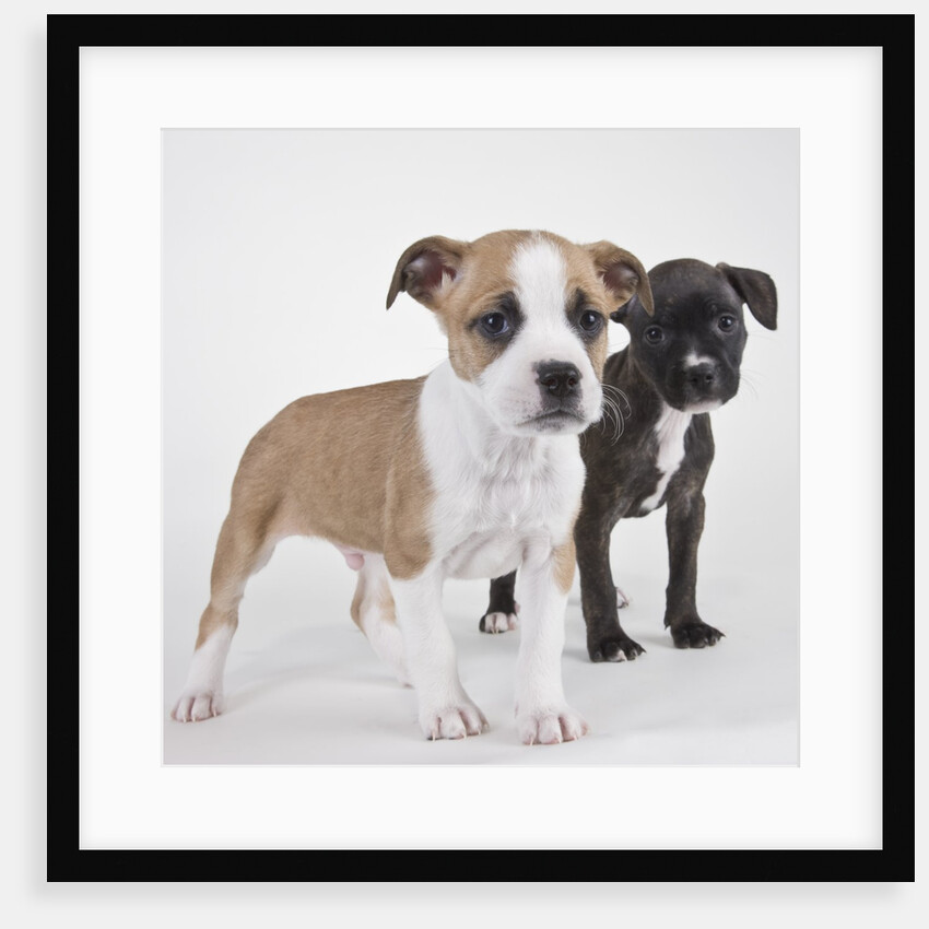 American bulldog puppies by Anonymous