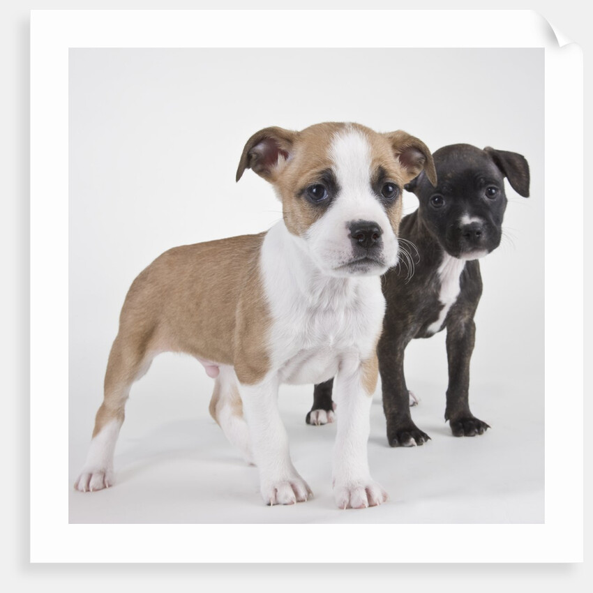 American bulldog puppies by Anonymous