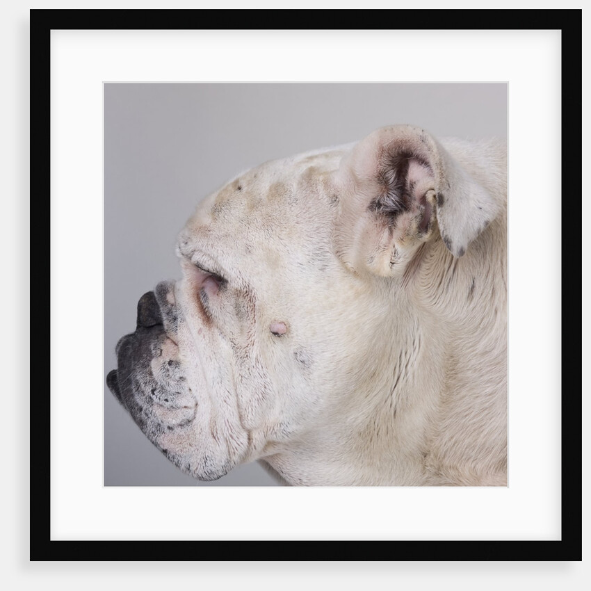 Bulldog by Anonymous