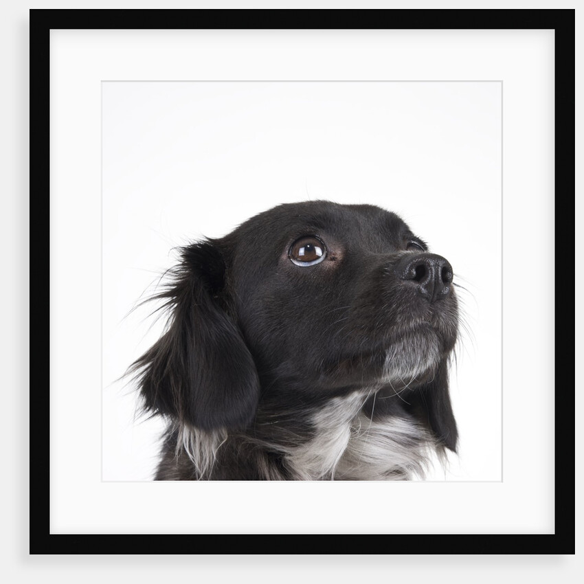 Spaniel puppy looking up by Anonymous
