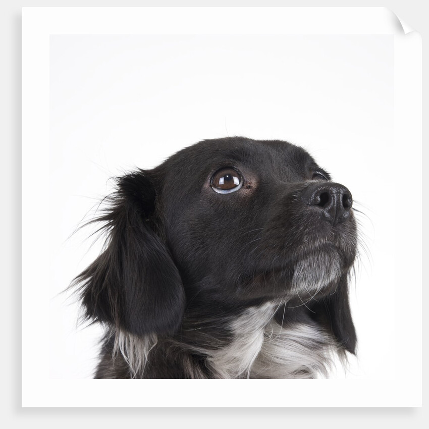 Spaniel puppy looking up by Anonymous