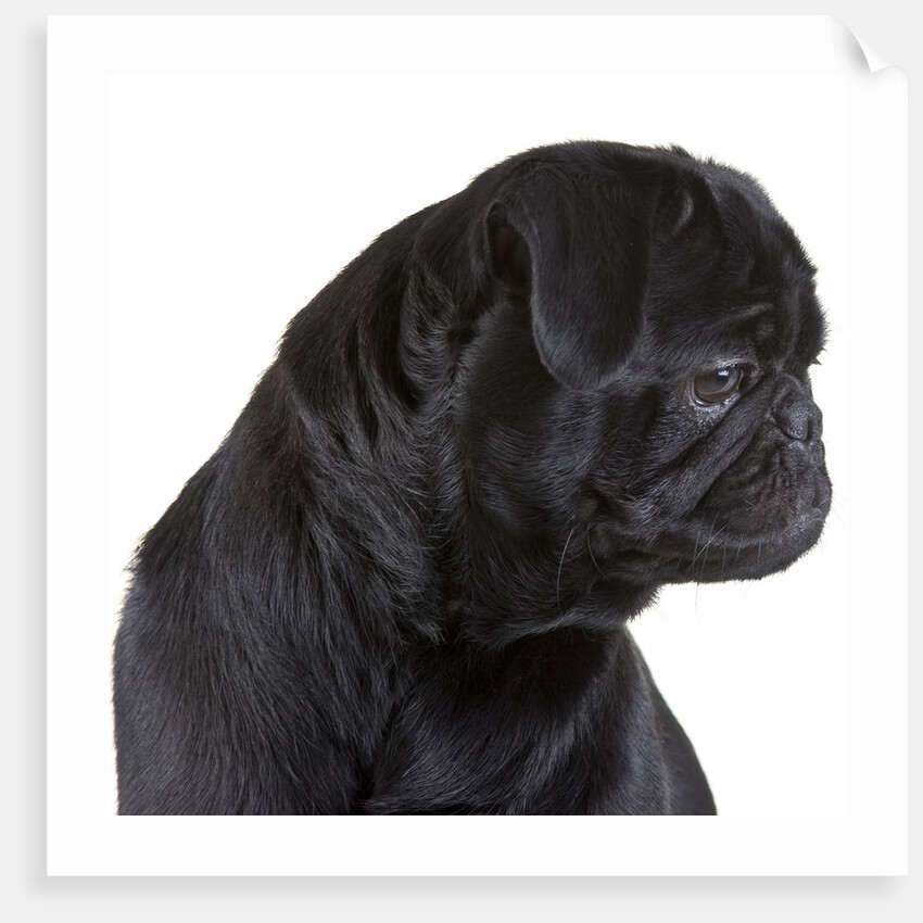 Black Pug by Anonymous