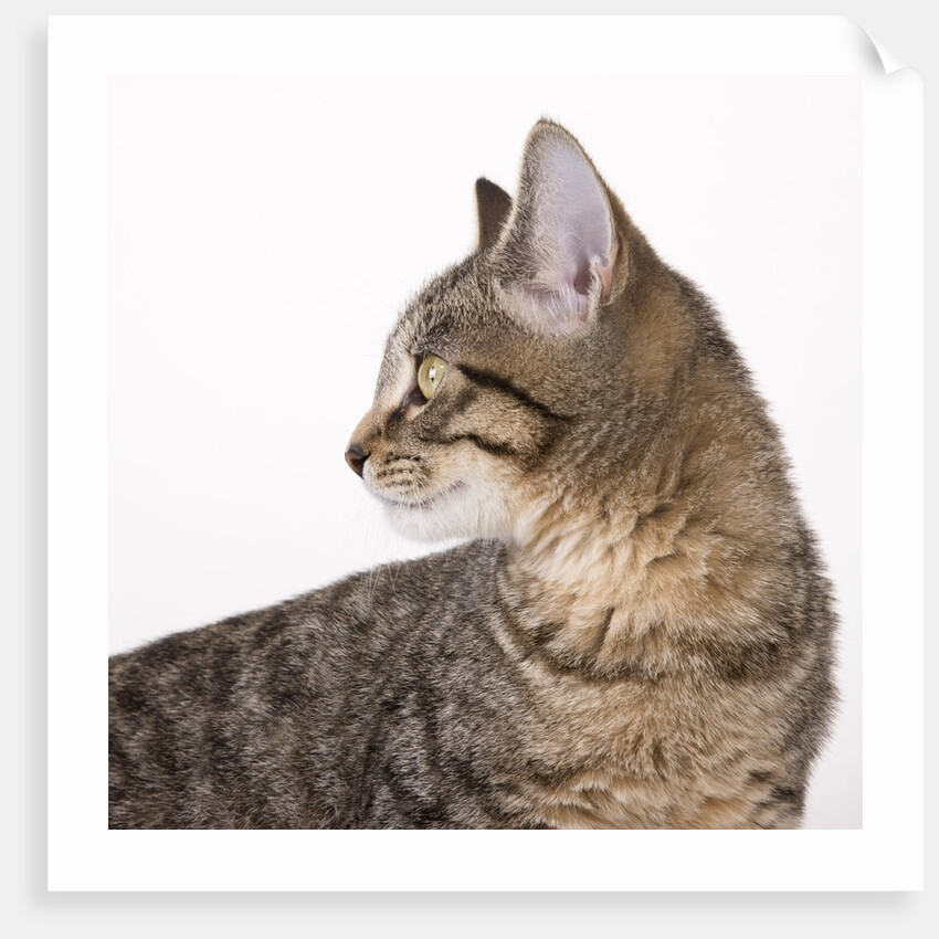 Tabby cat by Anonymous