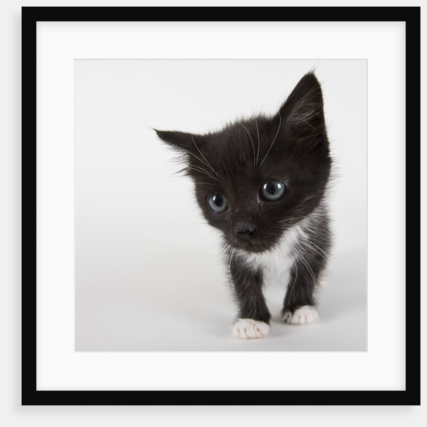 Black and white kitten by Anonymous
