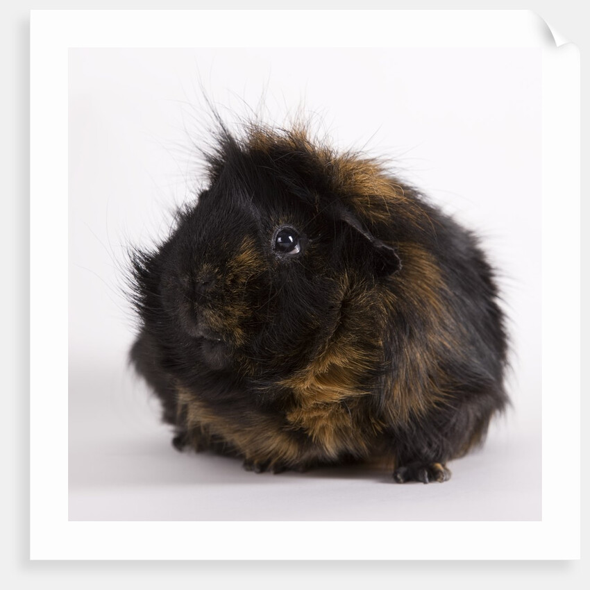 Black and tan Guinea pig by Anonymous