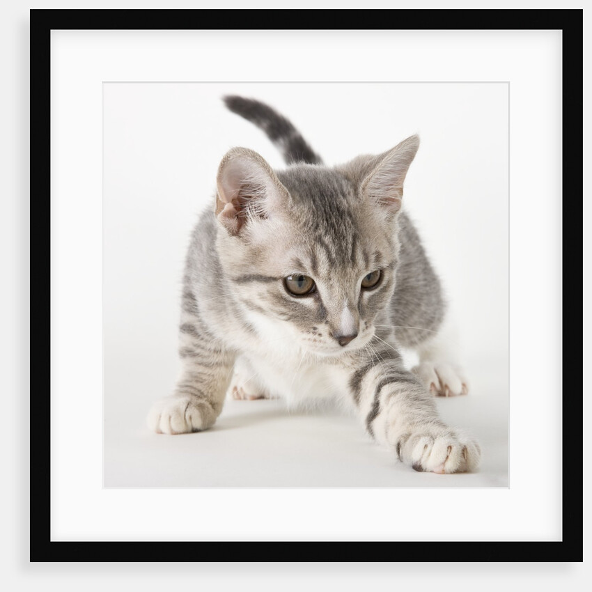 Gray kitten pawing by Anonymous