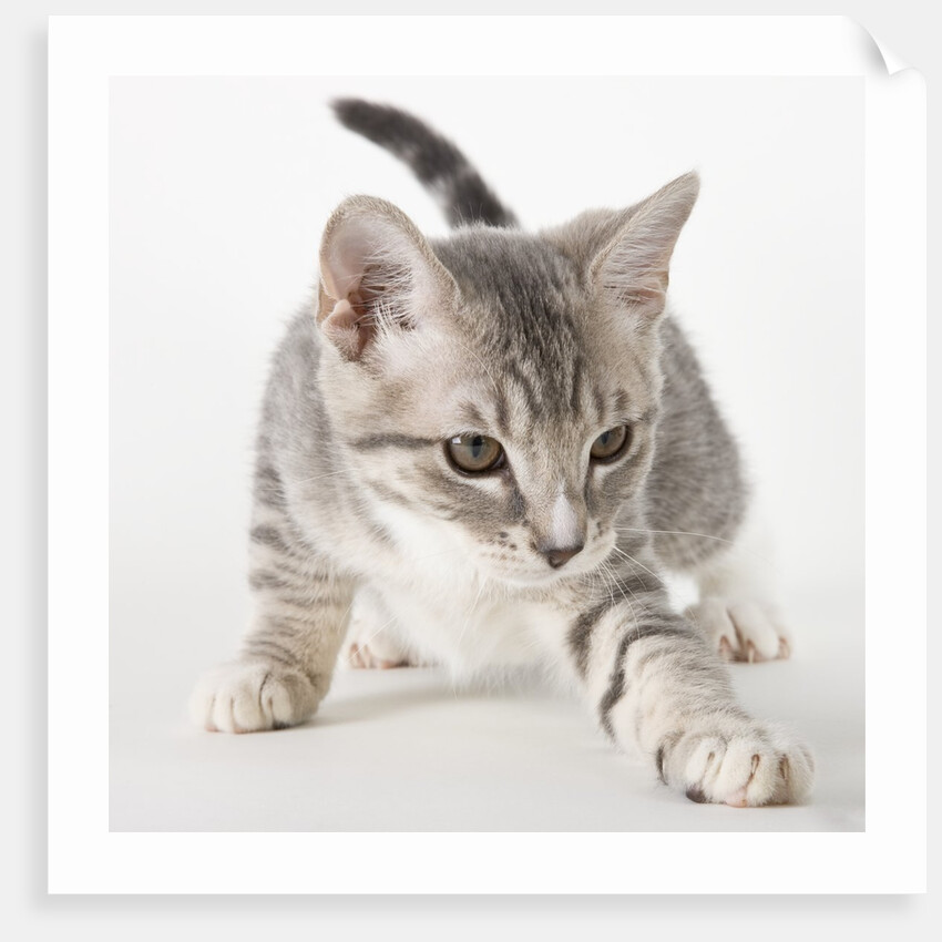 Gray kitten pawing by Anonymous