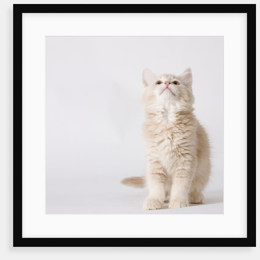White and tan kitten looking up by Anonymous