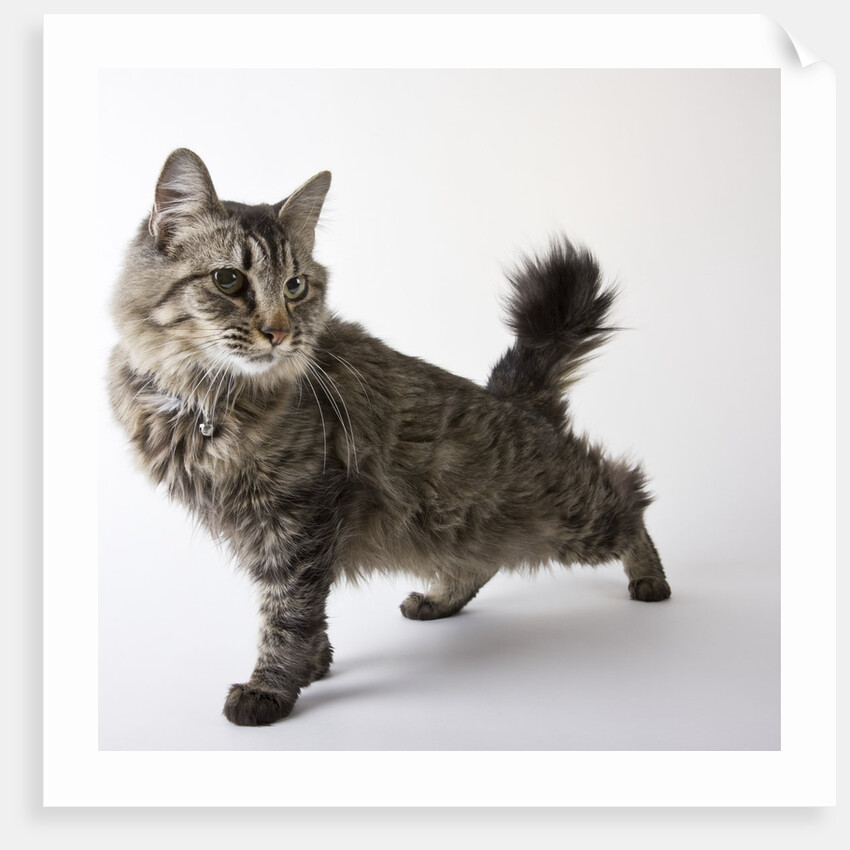 American Bobtail cat by Anonymous