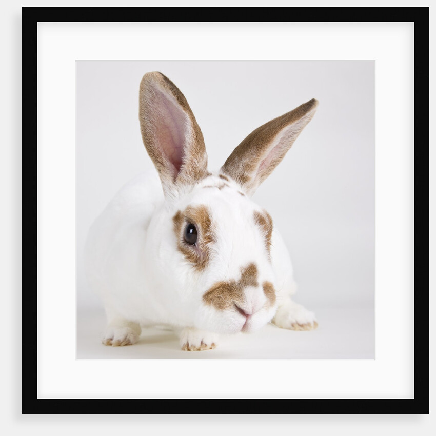 White and tan rabbit by Anonymous