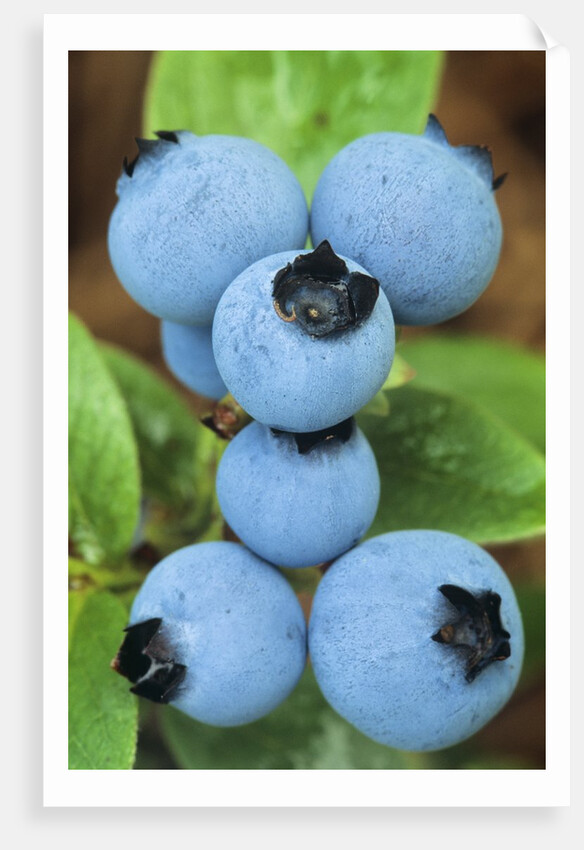 Detail of Ripe Blueberries on Shrubs, a Favorite Food of Birds, Canada by Anonymous