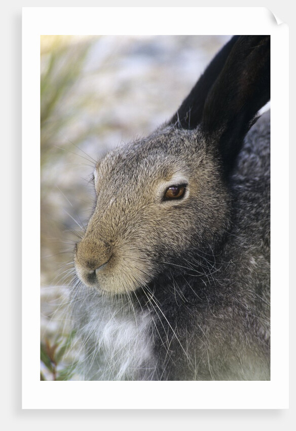 Artic Hare (lepus Articus) in Summer, Churchill Manitoba, Canada by Anonymous
