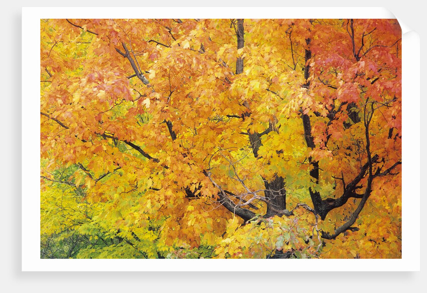 Red Maple in Autumn Foliage, Canada by Anonymous