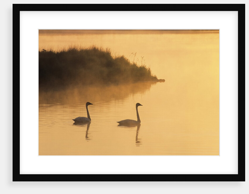 Two Adult Trumpeter Swans (cvanus Buccinator) in Morning Light at the Mouth of Junction Creek, Walden, Ontario, Canada by Anonymous