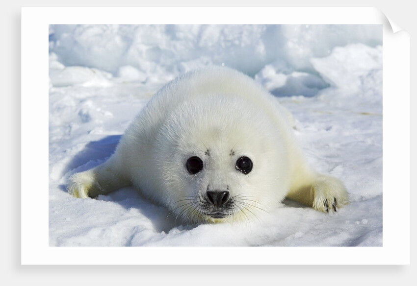 Harp Seal on the Ice in the Gulf of St Lawrence, Maritime Provinces, Canada by Anonymous
