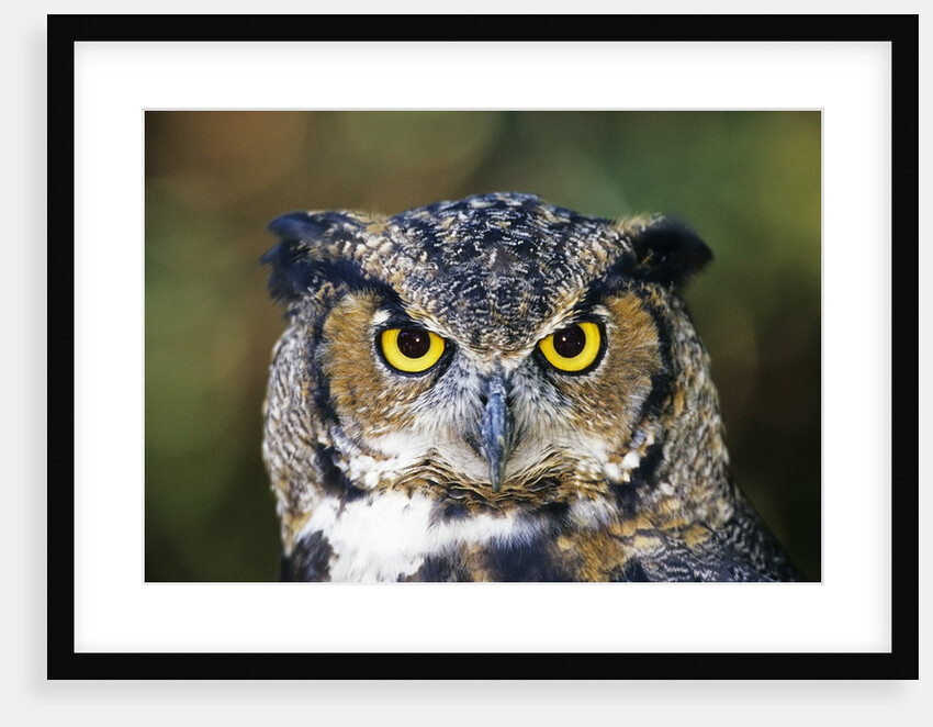 Great Horned Owl (Bubo Virginianus) Portrait, Canada by Anonymous