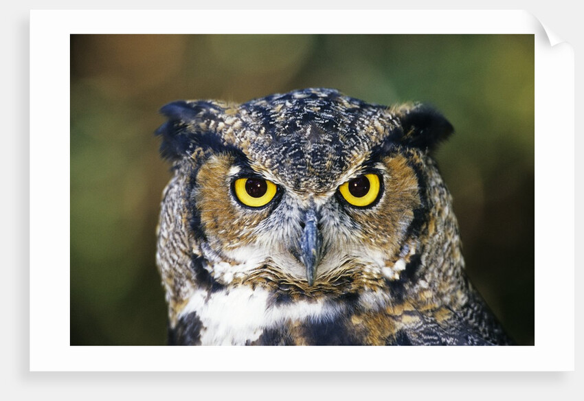 Great Horned Owl (Bubo Virginianus) Portrait, Canada by Anonymous