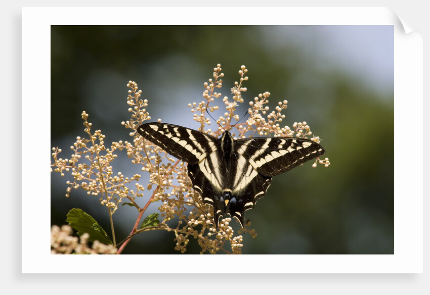 Pale Swallowtail Butterfly, Canada by Anonymous