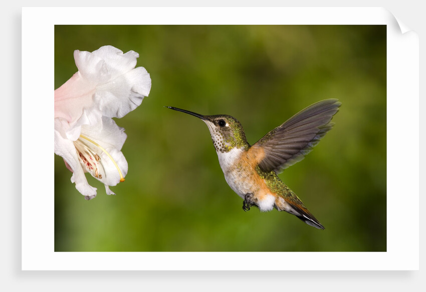Rufous Hummingbird, Canada. by Anonymous